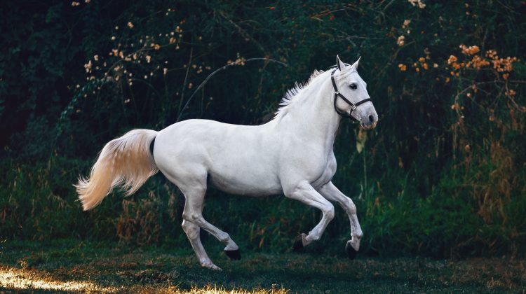 White Horse
